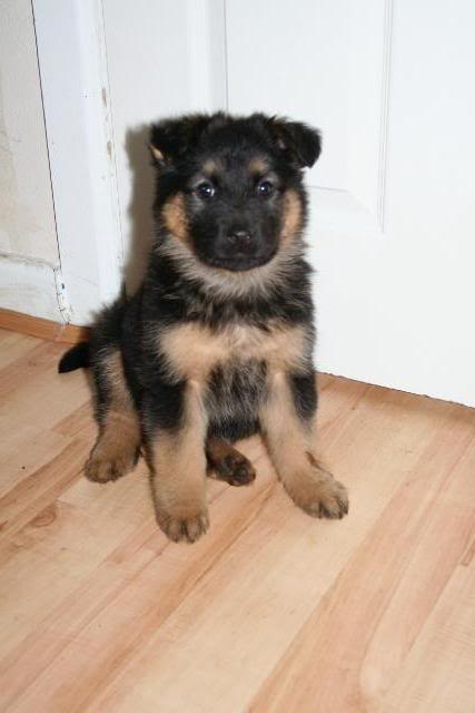 *REHOMED* 10 puppies GSD x Rottie - Page 2 IMG_1193