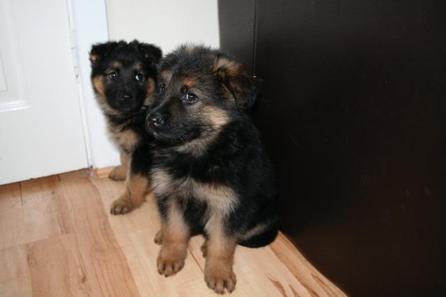 *REHOMED* 10 puppies GSD x Rottie - Page 2 IMG_1197