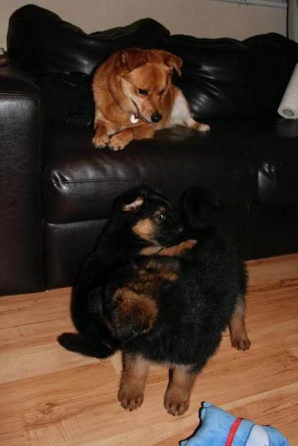 *REHOMED* 10 puppies GSD x Rottie - Page 2 IMG_1208