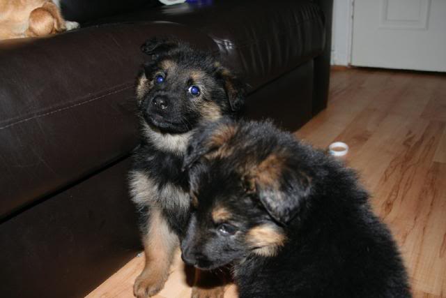 *REHOMED* 10 puppies GSD x Rottie - Page 2 IMG_1210