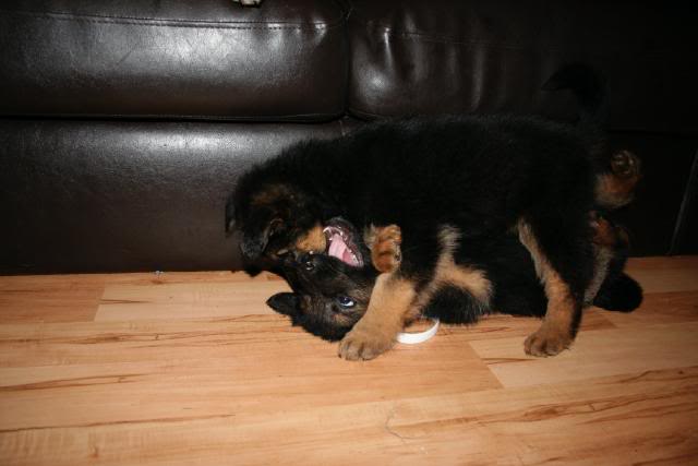 *REHOMED* 10 puppies GSD x Rottie - Page 2 IMG_1222