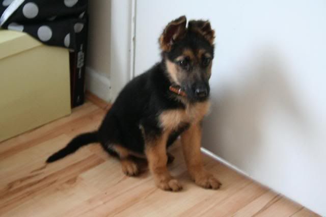 Little Jack - GSD Pup *rehomed* IMG_6117