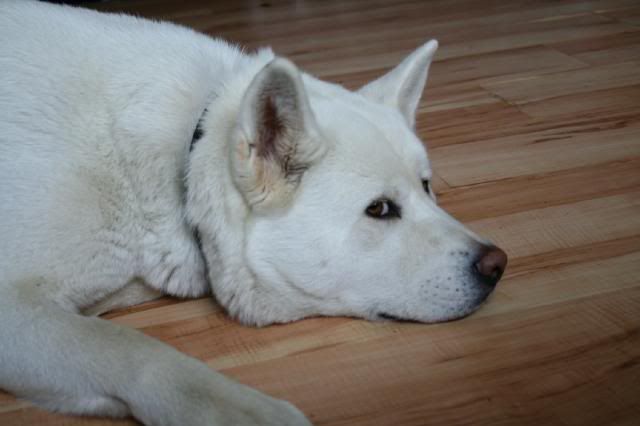 Shira - White Akita Girl approx 18 months old *rehomed* IMG_8381