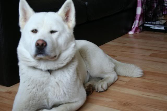 Shira - White Akita Girl approx 18 months old *rehomed* IMG_8390