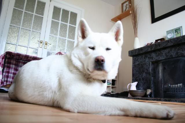 Shira - White Akita Girl approx 18 months old *rehomed* IMG_8404