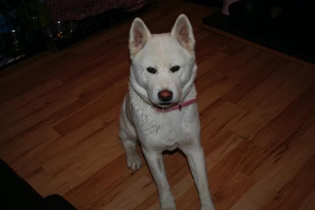 Shira - White Akita Girl approx 18 months old *rehomed* IMG_8467