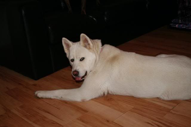 Shira - White Akita Girl approx 18 months old *rehomed* IMG_8486