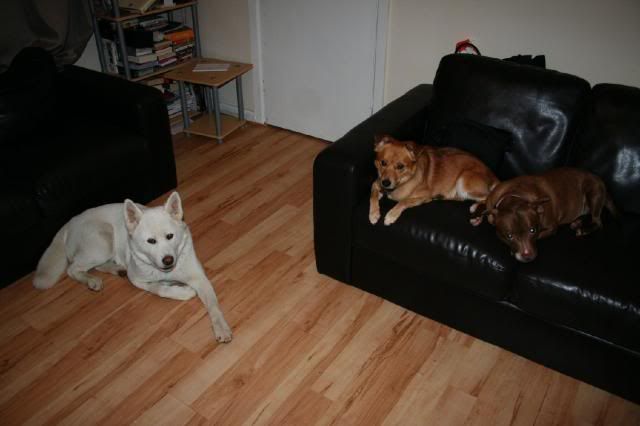 Shira - White Akita Girl approx 18 months old *rehomed* IMG_8522