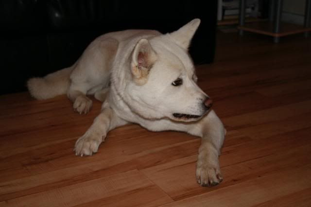 Shira - White Akita Girl approx 18 months old *rehomed* IMG_8541