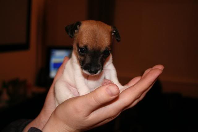 Lily - JRT x Chihuaha *Rehomed* IMG_9524