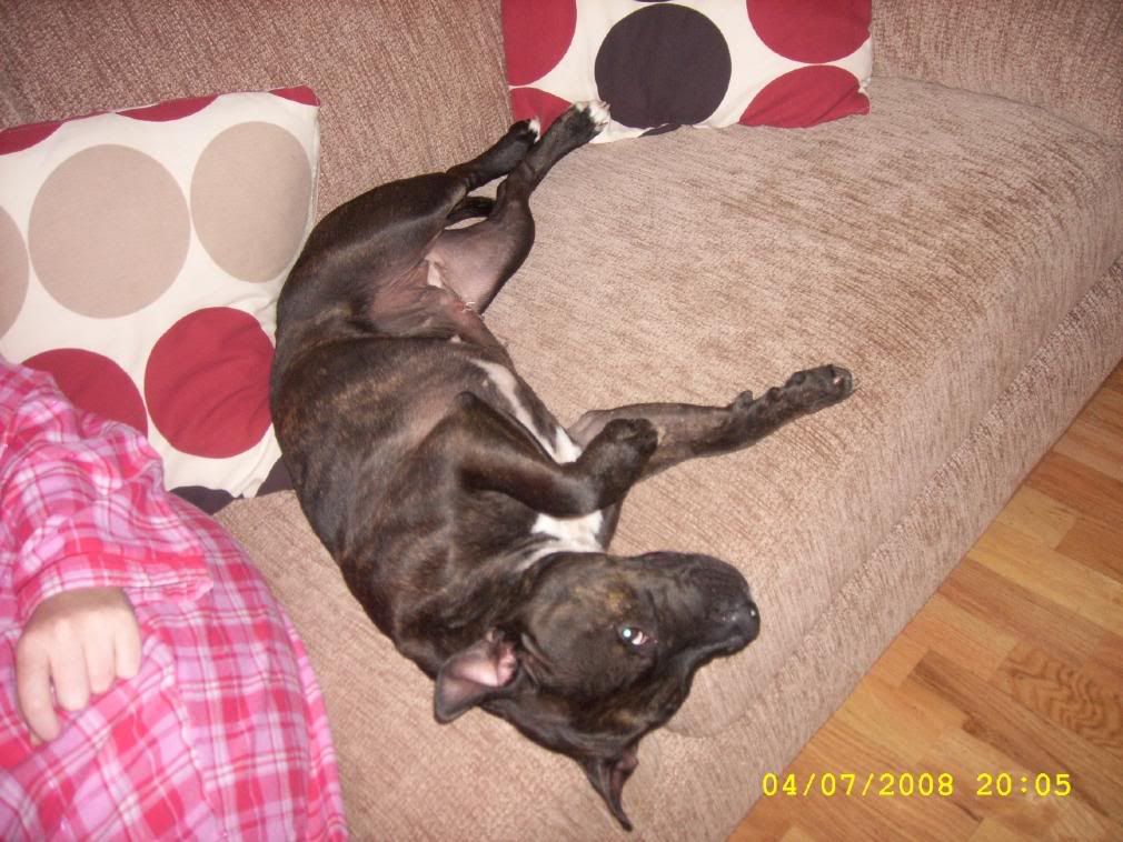 Dunboyne Stray - Jessie - Gorgeous Staffy Girl *gone to rescue* Mix026