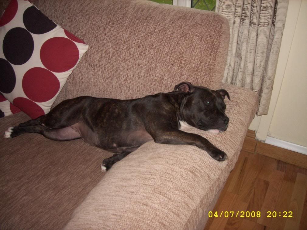 Dunboyne Stray - Jessie - Gorgeous Staffy Girl *gone to rescue* Mix028