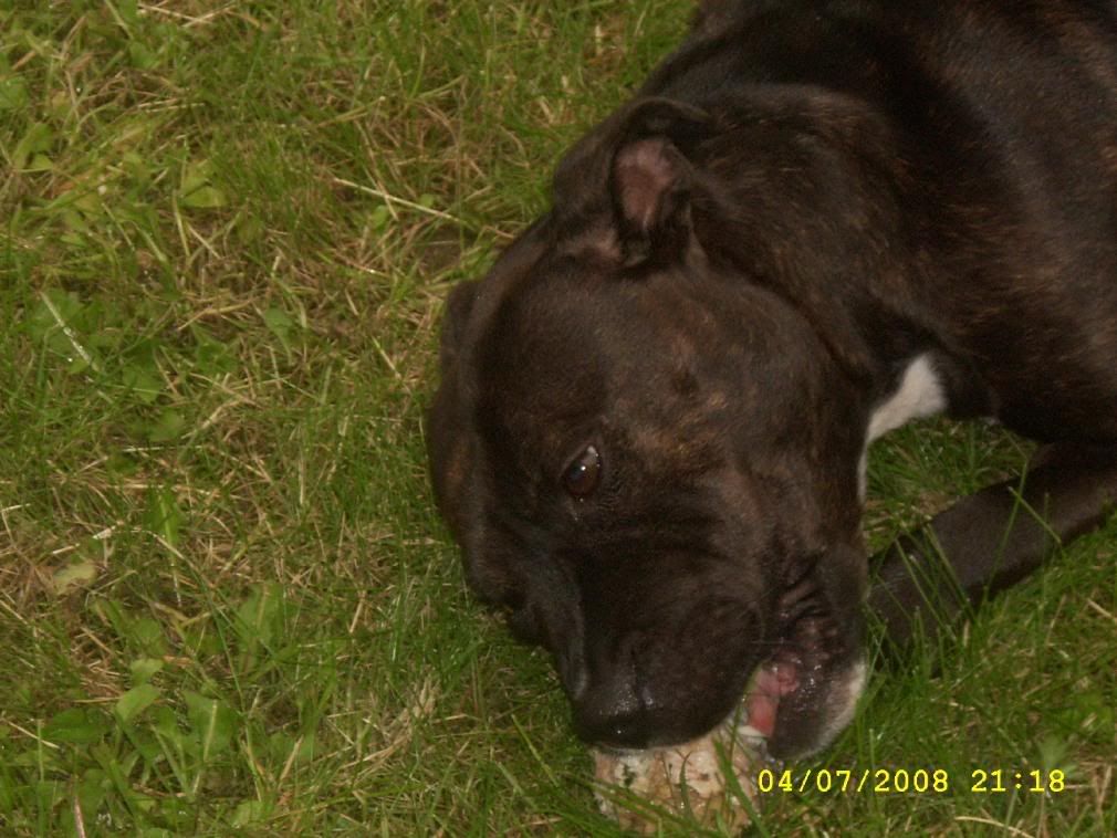 Dunboyne Stray - Jessie - Gorgeous Staffy Girl *gone to rescue* Mix029