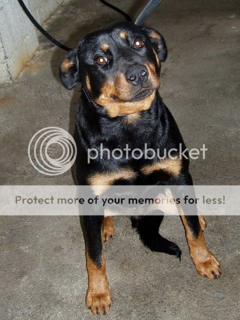 Out and safe: Dunboyne Stray - Leon, rottie LeonardKennel3Female