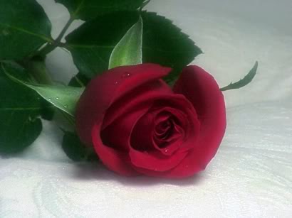 تتعجب لما تقرأ ربما تكون أنت المقصود....... Rose