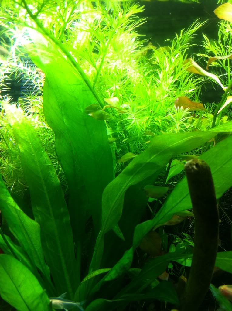 mi acuario de 20 gl Bbfc34d8