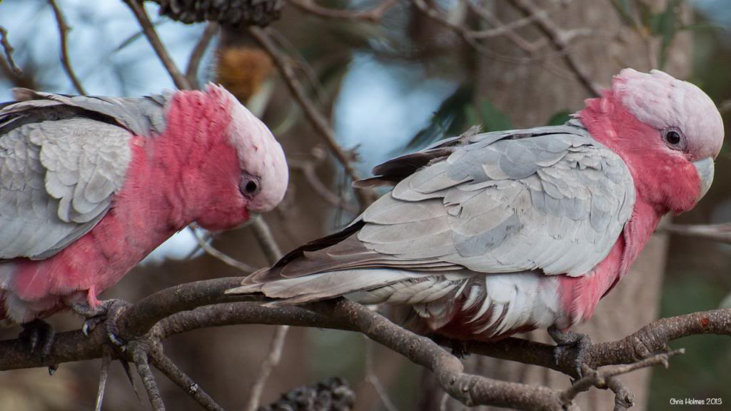 Misc Nature Photo's Thread - Page 4 DSC_1032-Galahs