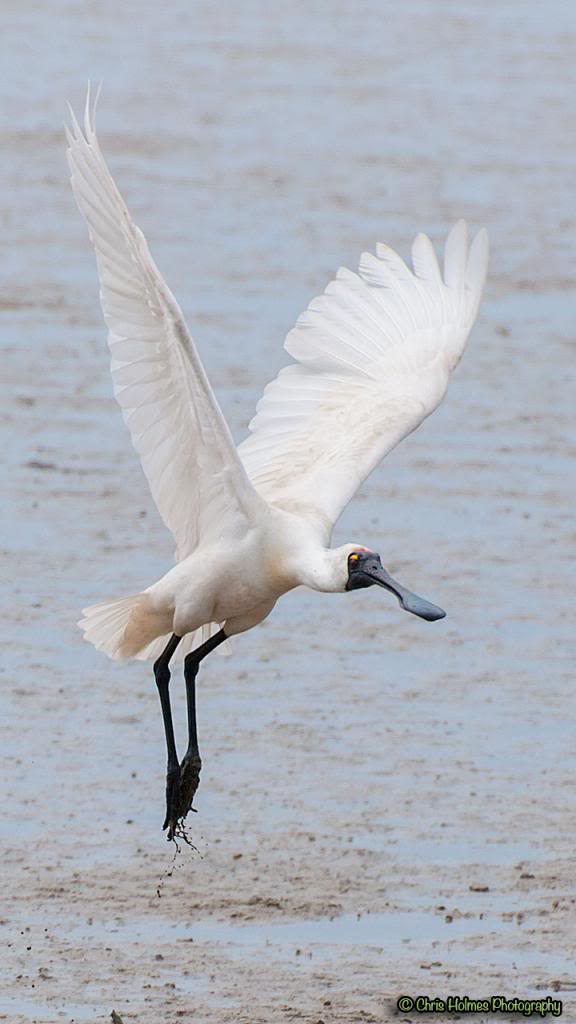 Misc Nature Photo's Thread - Page 8 DSC_4318-Spoonbill