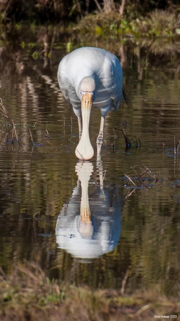 Misc Nature Photo's Thread - Page 5 DSC_2062-Spoonbill