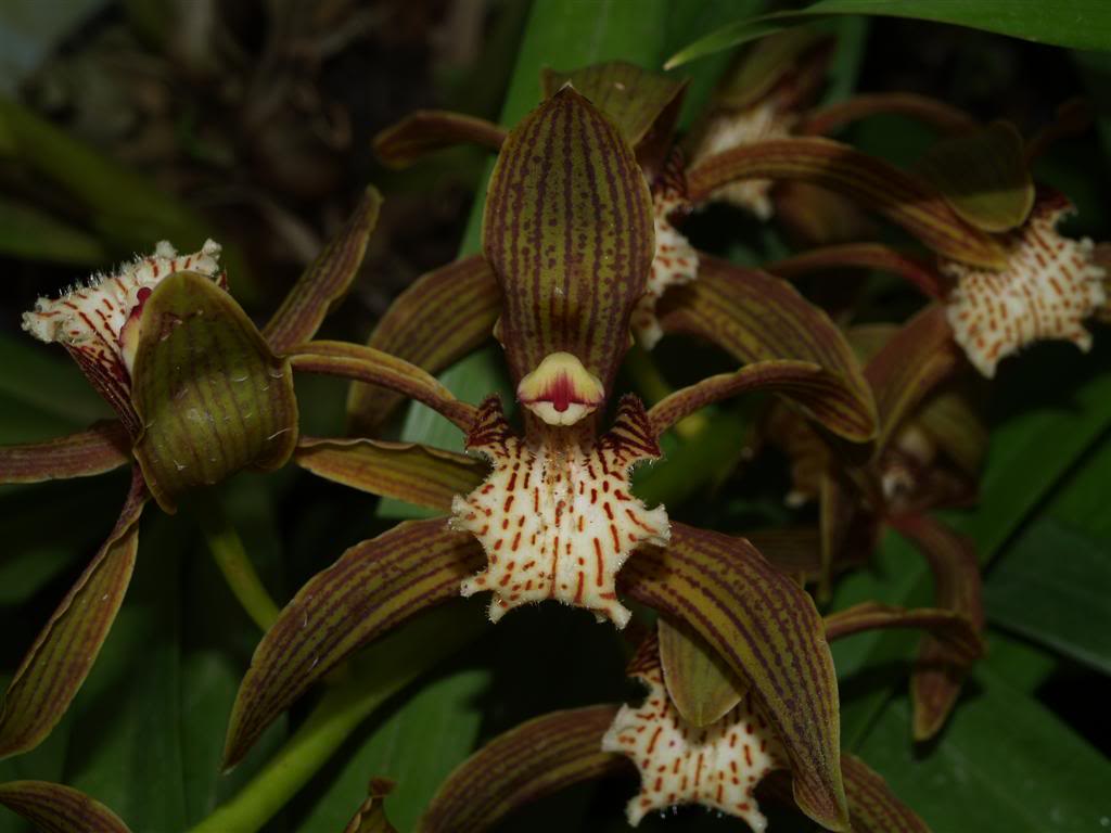 Cymbidium tracyanum Cymbidiumtracyanum