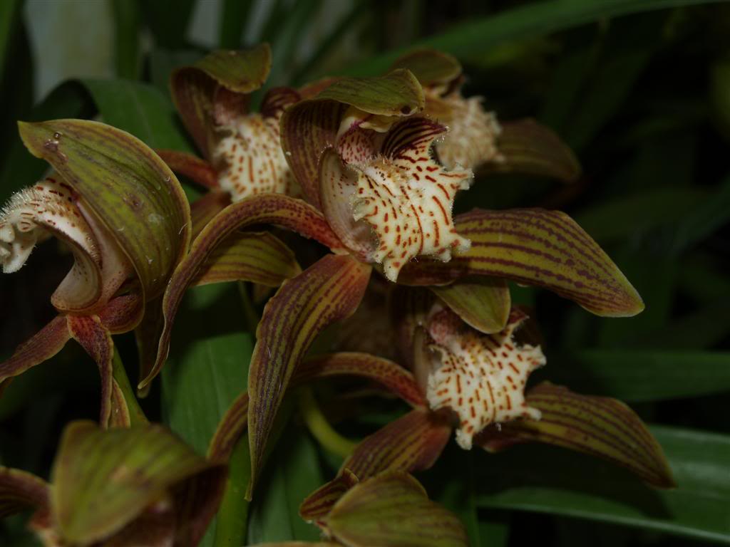 Cymbidium tracyanum Cymbidiumtracyanum1