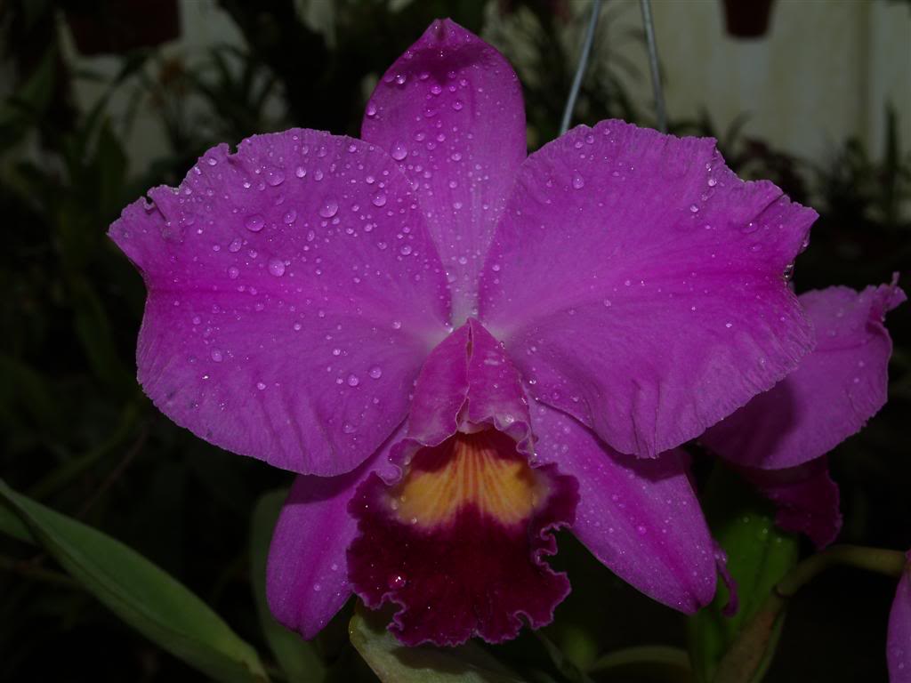 orquideas floridas em Abril P10100011Large