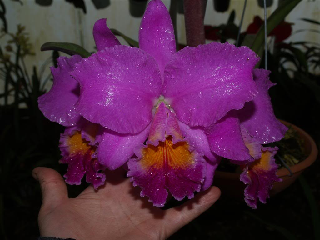 orquideas floridas em Abril P1010002Large-1