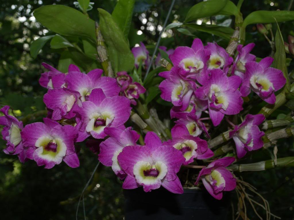 orquideas floridas em Abril P1010003Large-1