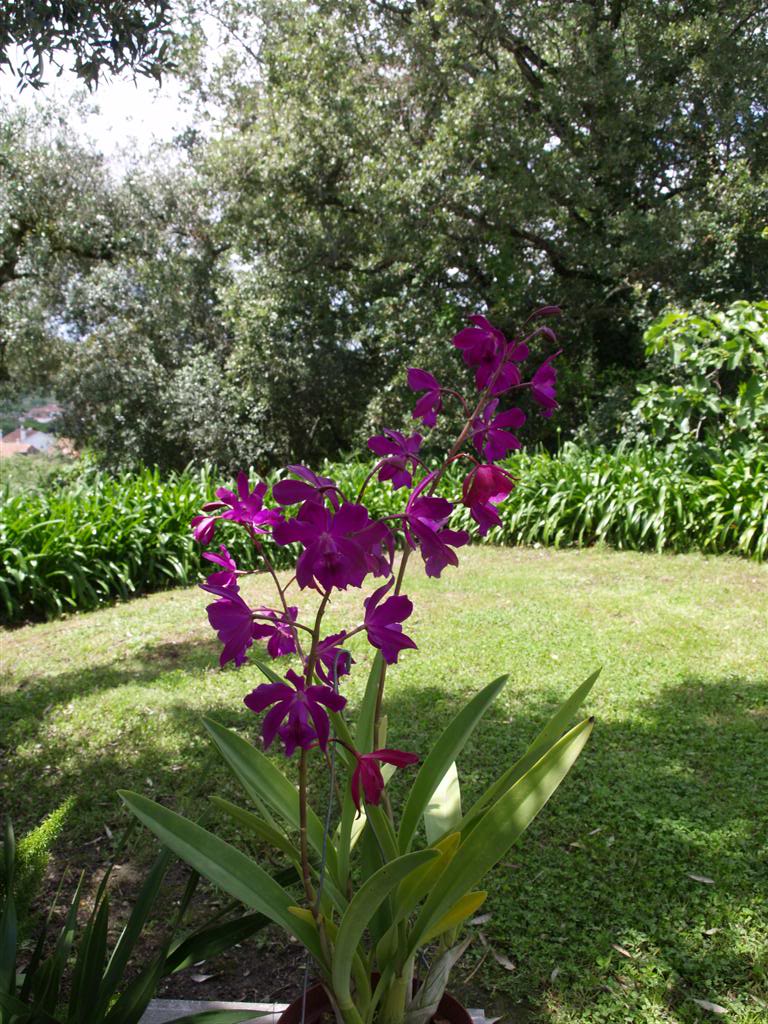 orquideas floridas em Maio P1010003Large-2