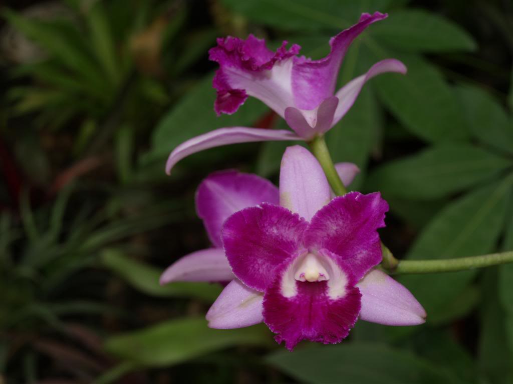 orquideas floridas em Maio P1010005Large-3