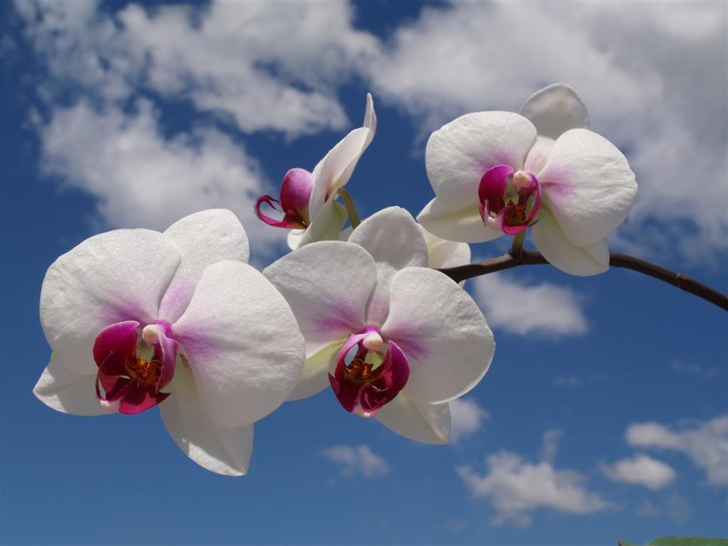 orquideas floridas em Abril P1010007Large-4