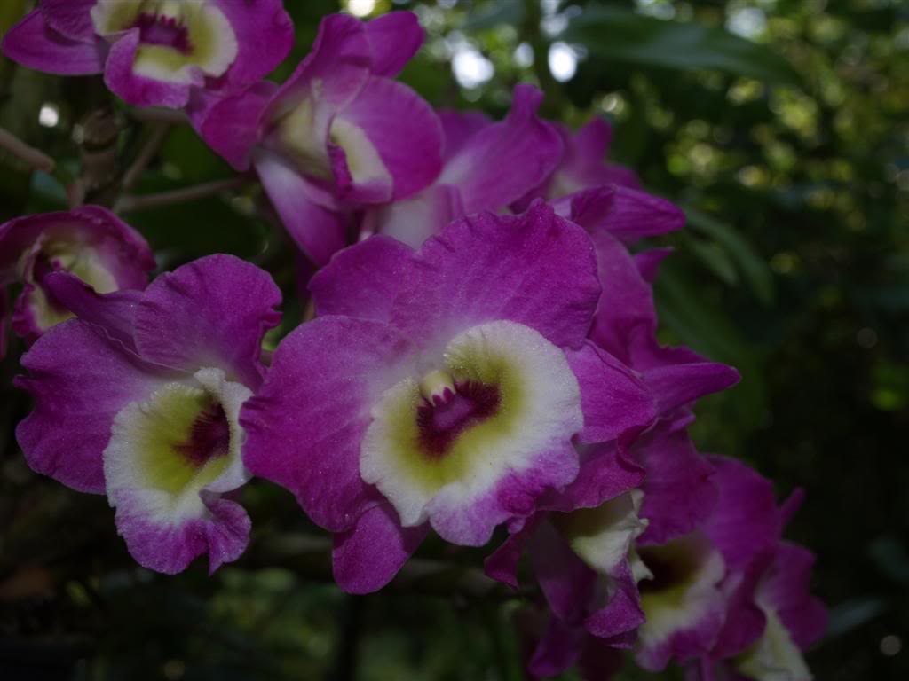 orquideas floridas em Abril P1010008Large-4