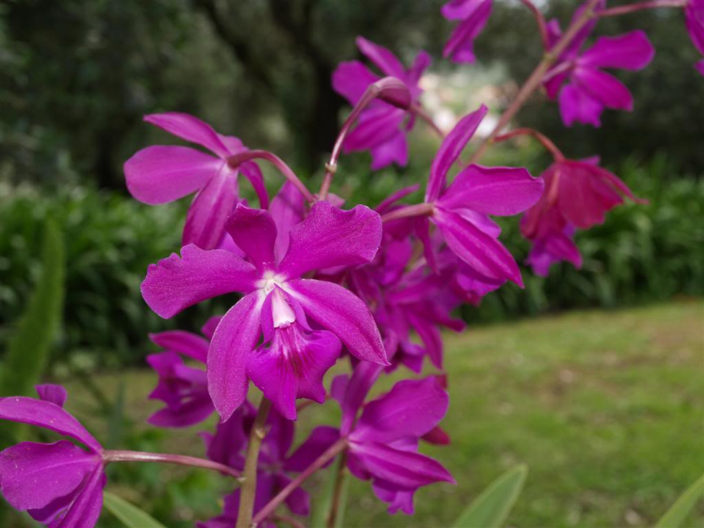 orquideas floridas em Maio P1010011Large-3