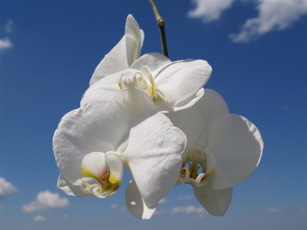 orquideas floridas em Abril P1010019Large-5