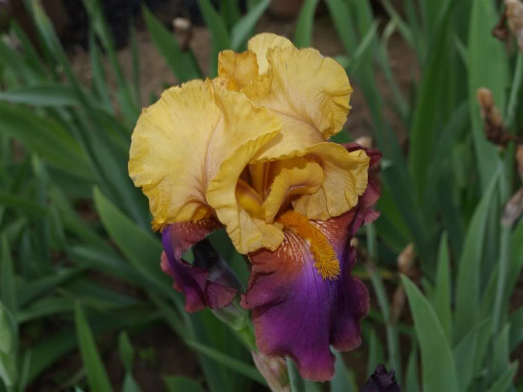 IRIS GERMANICA -2011 P1010019Large-6