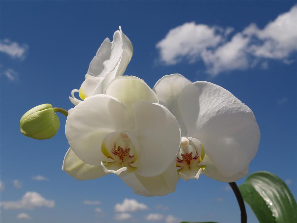 orquideas floridas em Abril P1010021Large-2