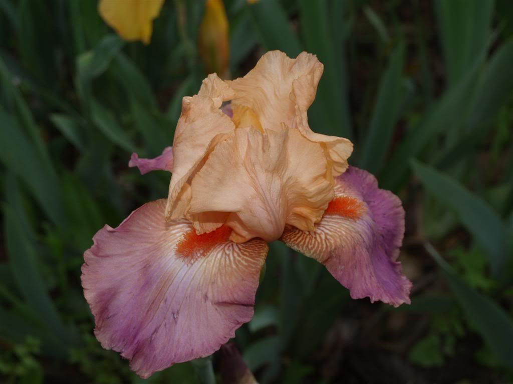 IRIS GERMANICA -2011 P1010022Large-2