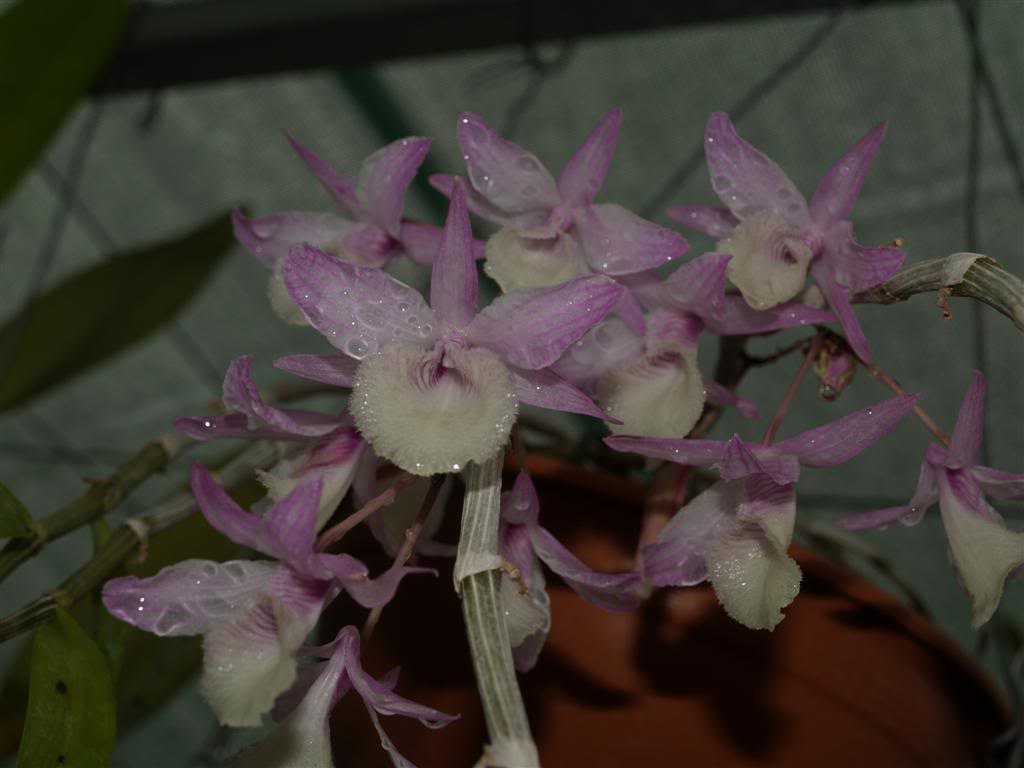 orquideas floridas em Abril P1010024Large-1