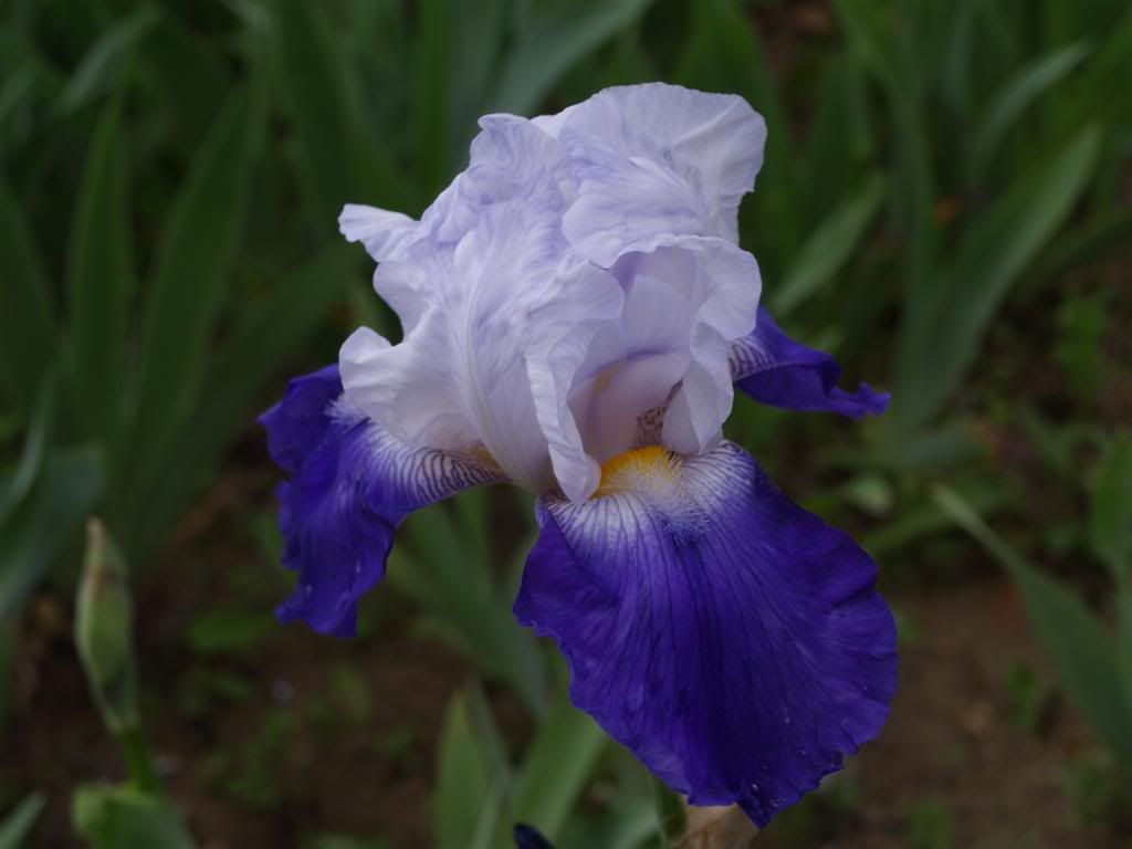 IRIS GERMANICA -2011 P1010024Large-2