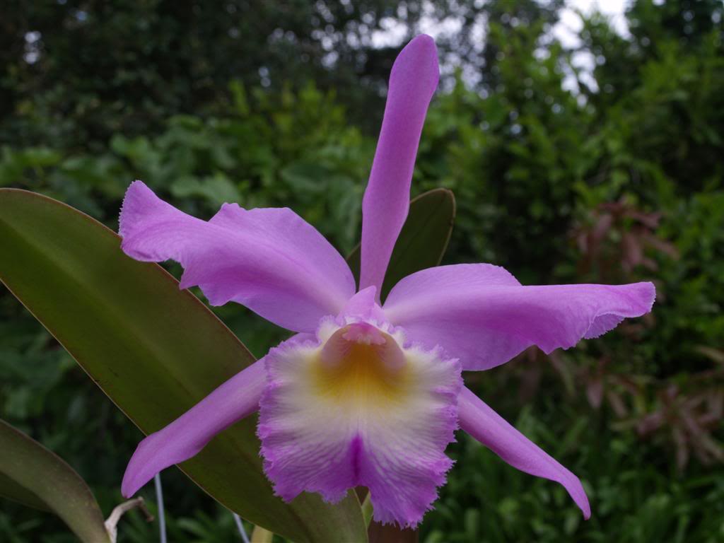 orquideas floridas em Maio P1010025Large-3