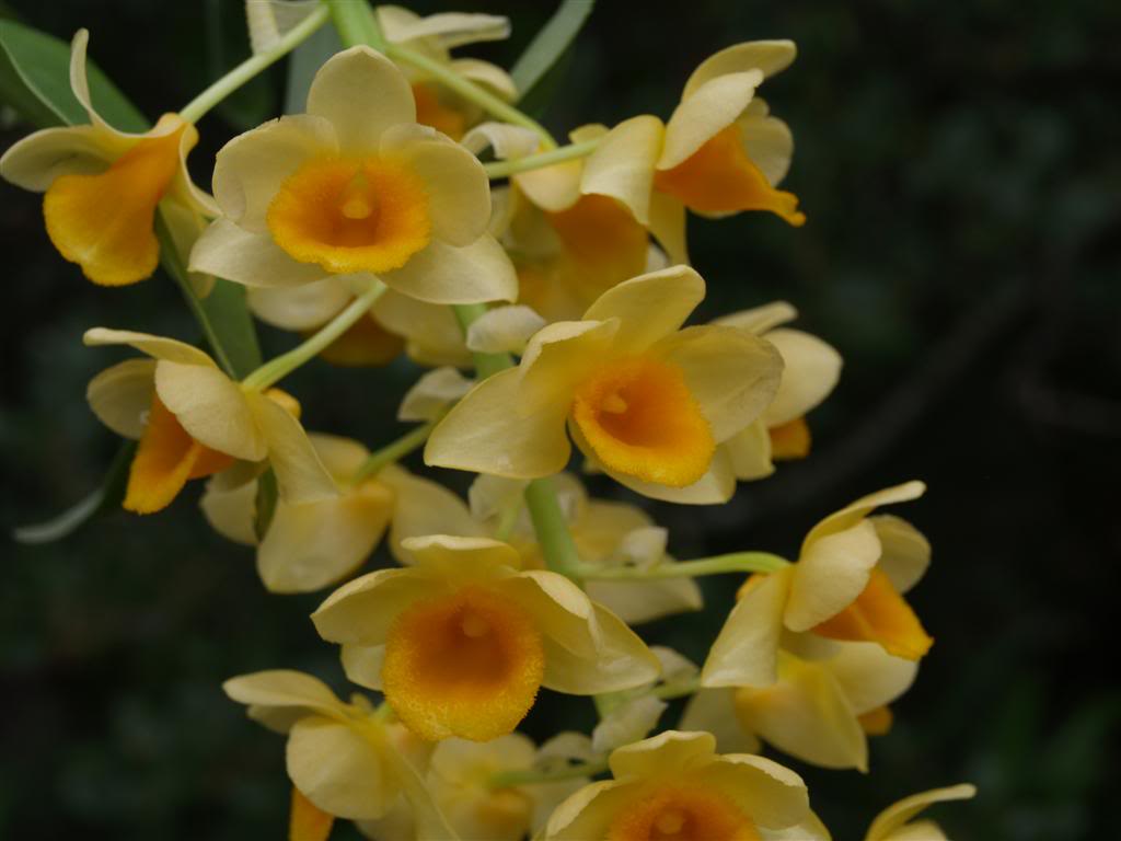 orquideas floridas em Maio P1010026Large-4
