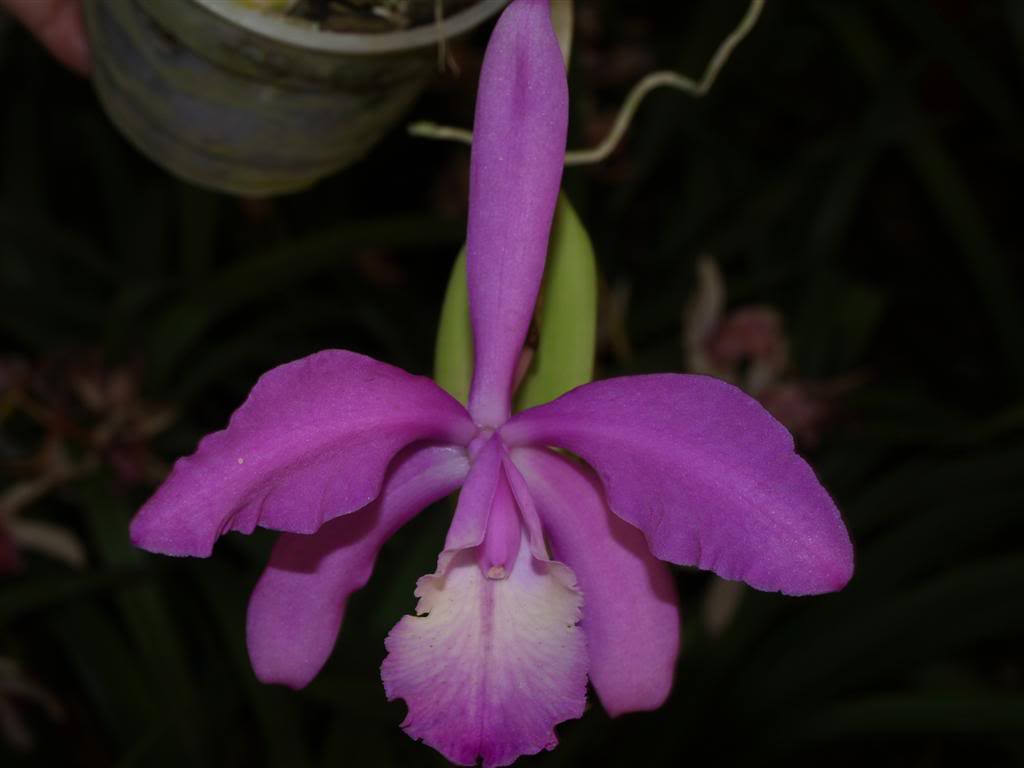orquideas floridas em Abril P1010027Large-3