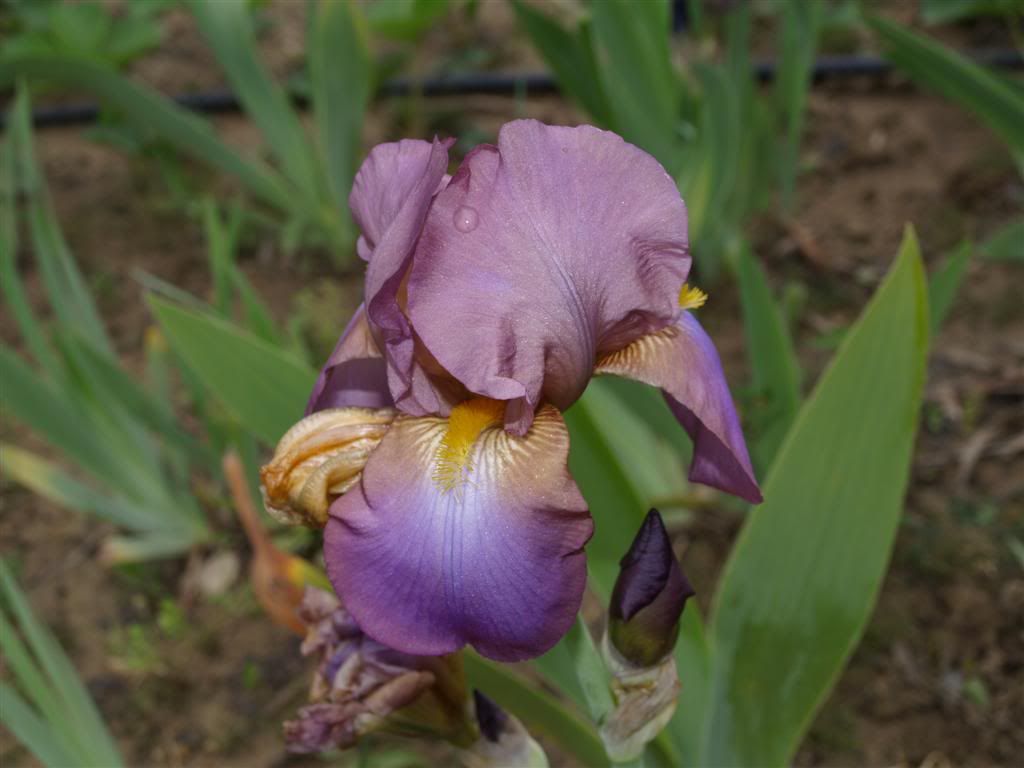 IRIS GERMANICA -2011 P1010028Large-3