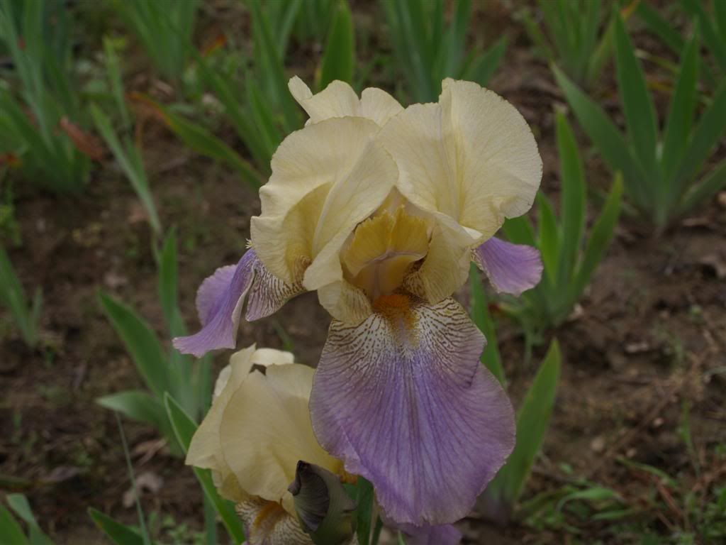 IRIS GERMANICA -2011 P1010030Large-1