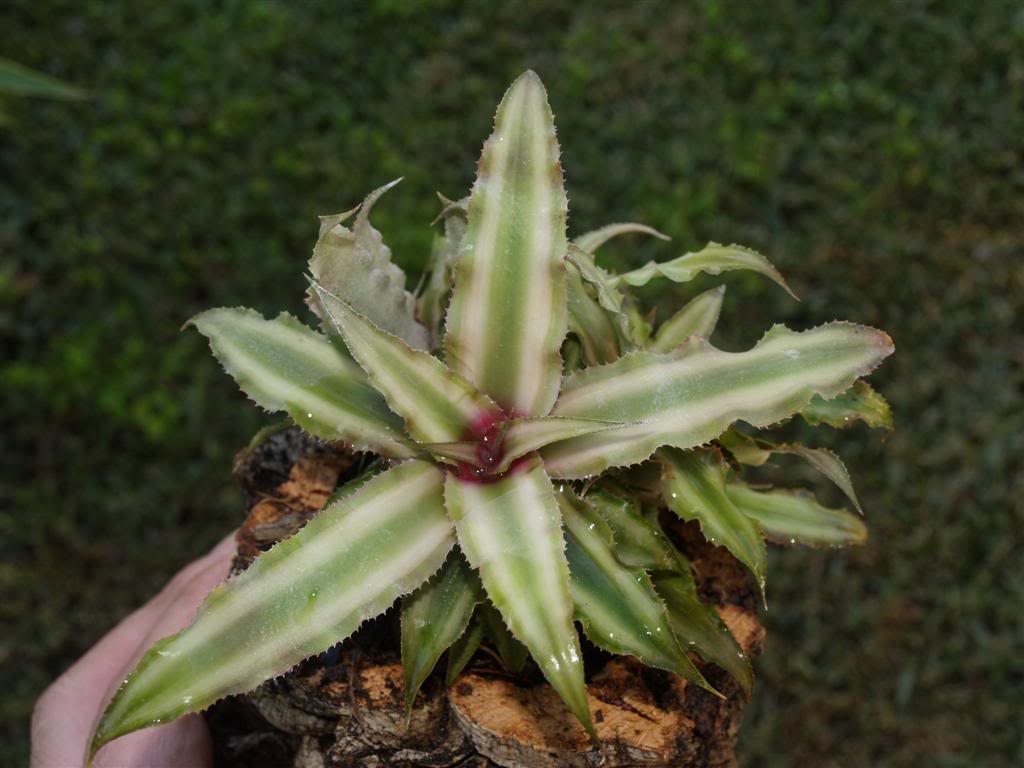 Bromélia,  cryptanthus, tillandsia P1010033Large-4