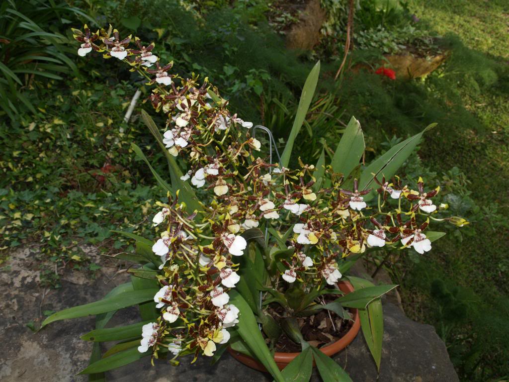 orquideas floridas em Abril P1010037Large-3