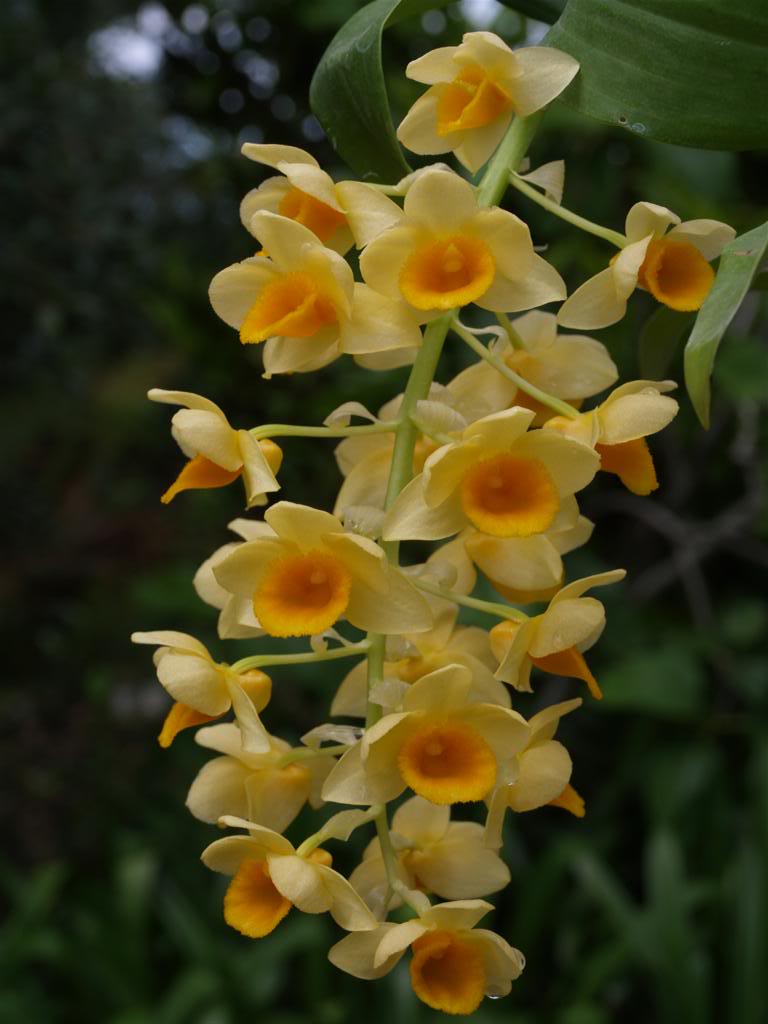 orquideas floridas em Maio P1010038Large-6
