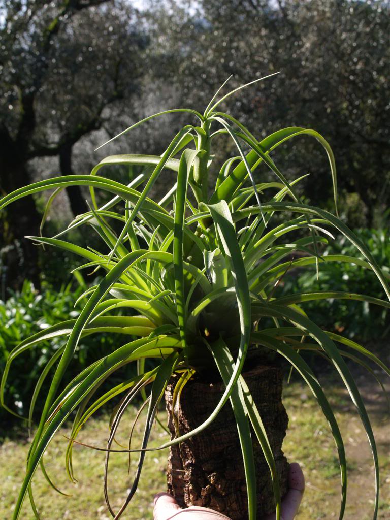 Bromélia,  cryptanthus, tillandsia P1010041Large-2