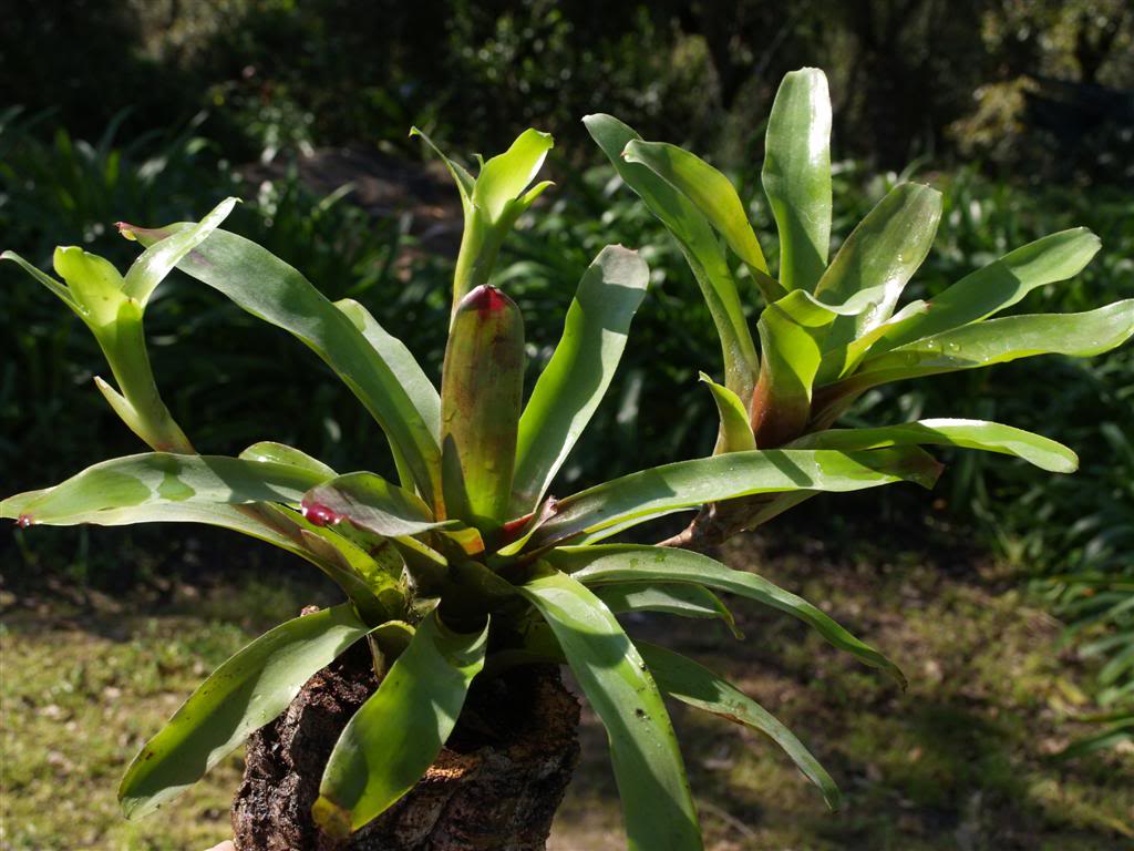 Bromélia,  cryptanthus, tillandsia P1010045Large-1