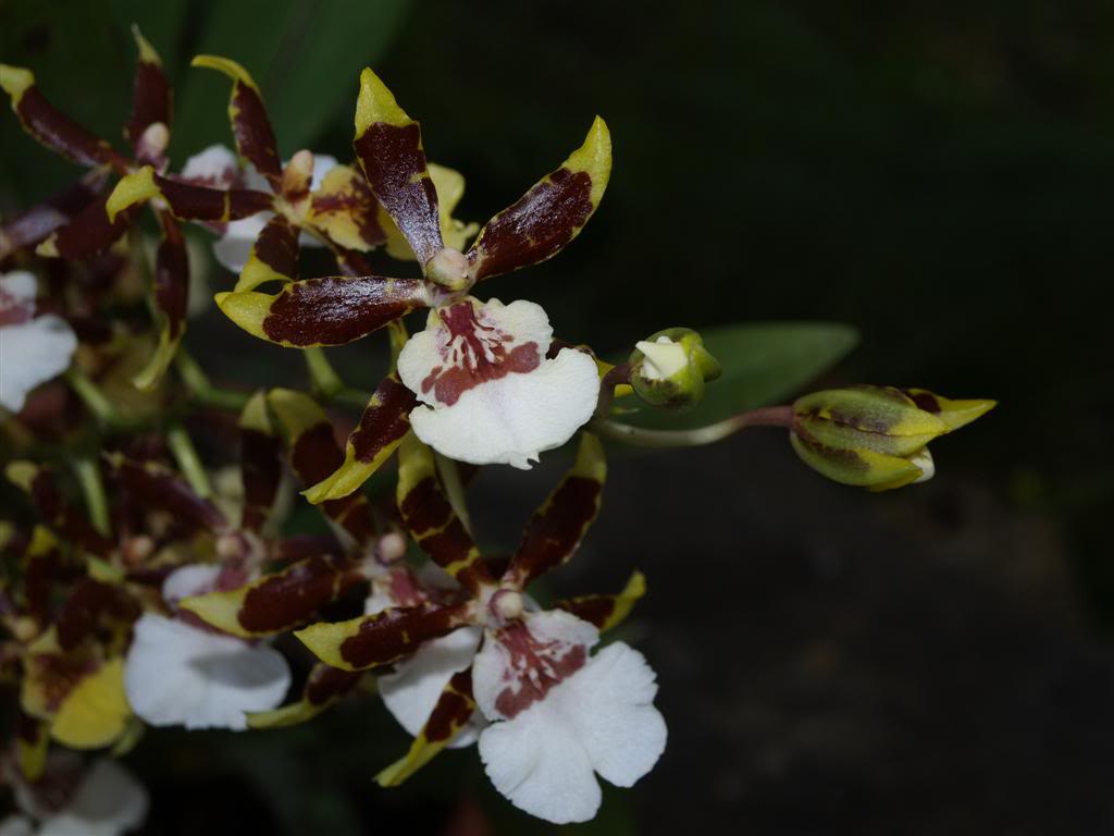 orquideas floridas em Abril P1010045Large-2